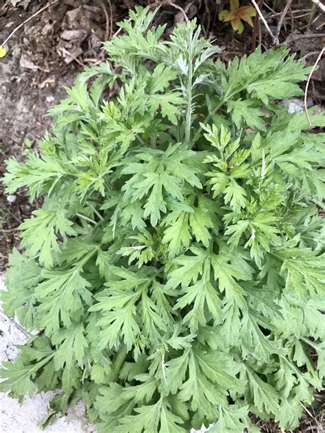 Mugwort Tincture Recipe