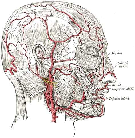 Supraorbital artery - wikidoc