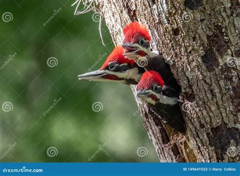 Three Baby Pileated Woodpeckers In Tree Royalty-Free Stock Photography