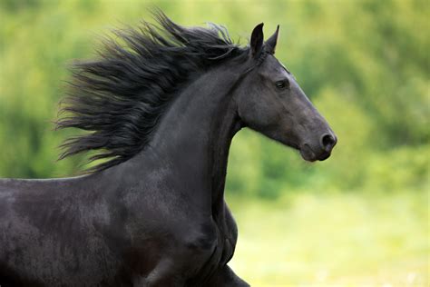 Friesian Horse - ehorses Magazine