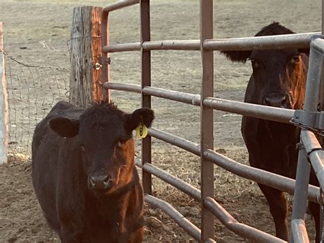 Automatic recounts will likely follow these wheeling down results 5