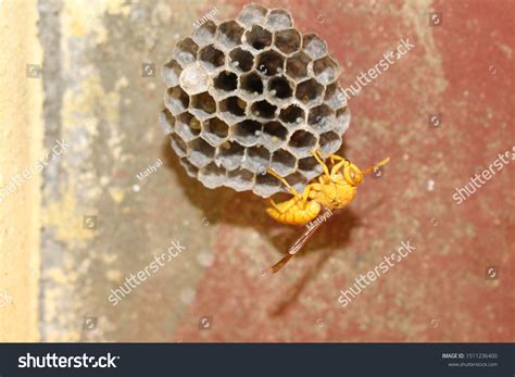 Yellow Wasp Hornet Some Deadliest Insects Stock Photo 1511236400 | Shutterstock