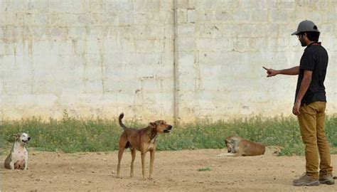 Over 26000 People In Karachi Injured By Dog Bites In 2022