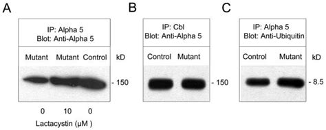 Cbl Interacts With α5 Integrin Subunit And Ubiquitin And Is Involved In