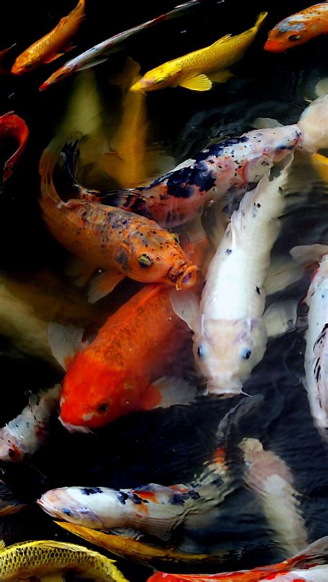 Colorful Carps Koi Fishes Underwater 4k Hd Fish Wallpapers Hd