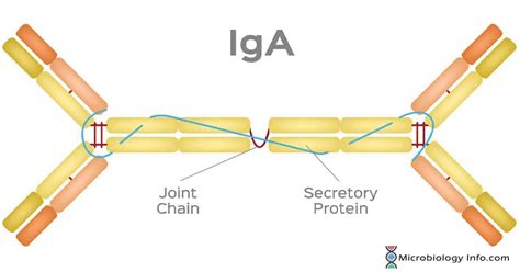 Immunoglobulin A IgA Structure Properties Subclasses Functions