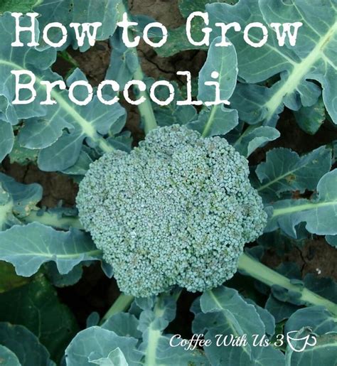 How To Grow Broccoli Growing Broccoli Broccoli Broccoli Plant