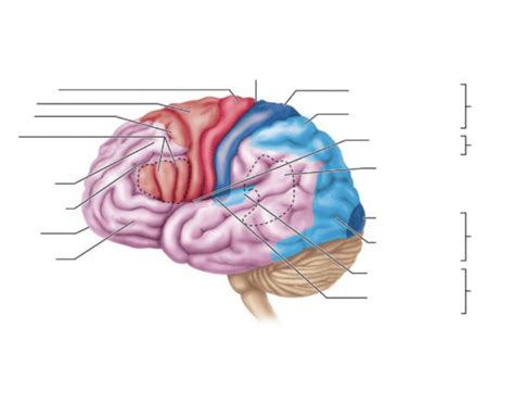 Left Cerebral Hemisphere Part 1 Quiz