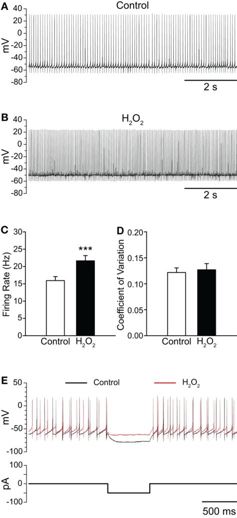 Exogenous H O Increases The Firing Rate Of Snr Gabaergic Neurons From