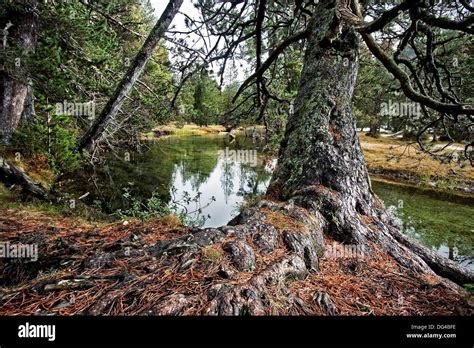 Ra Ces De Pino En El Parque Nacional De Aig Estortes I Llac De Sant