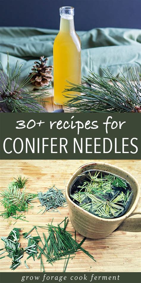 Conifer Needles Are An Edible And Delicious Foraged Treat Get This