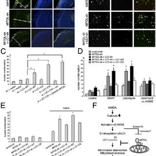 MITOL Protects Neuronal Cells Against LC1 Induced Cytotoxicity A