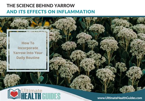 The Science Behind Yarrow And Its Effects On Inflammation Ultimate