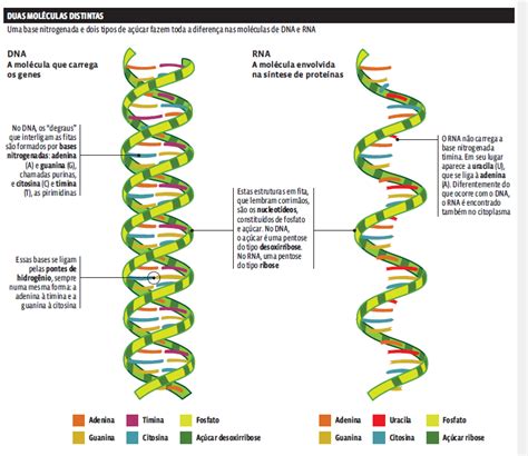 Citologia Dna E Rna Curso Enem Play Guia Do Estudante