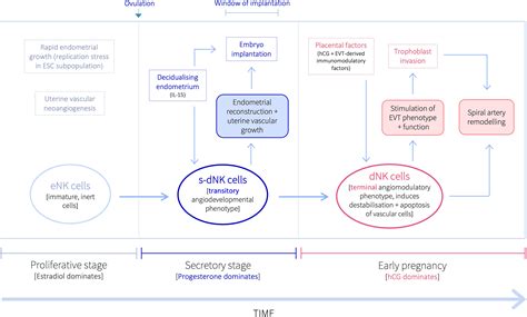 Frontiers Killer Timing The Temporal Uterine Natural Killer Cell