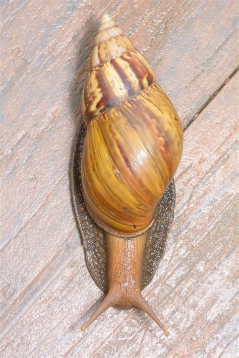 Intriguing Information About Common Periwinkle Snails