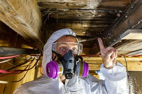 Attic Mold Removal Cost