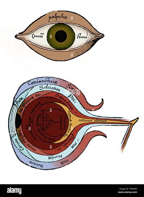 Diagram Of The Eye From Margarita Philosophica By Gregor Reisch 1467