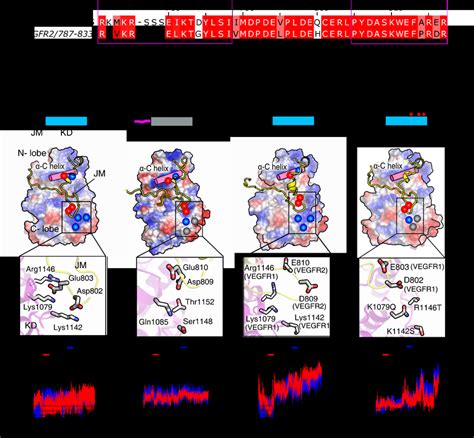 Structural Analysis Of Jm Inhibition By Md Simulation A Sequence