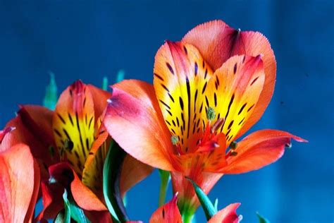 Alstroemeria Care Growing The Peruvian Lily Epic Gardening