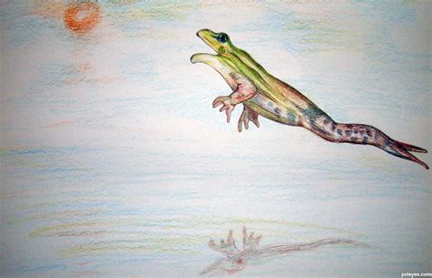 Jumping Frog Drawing At Getdrawings Free Download