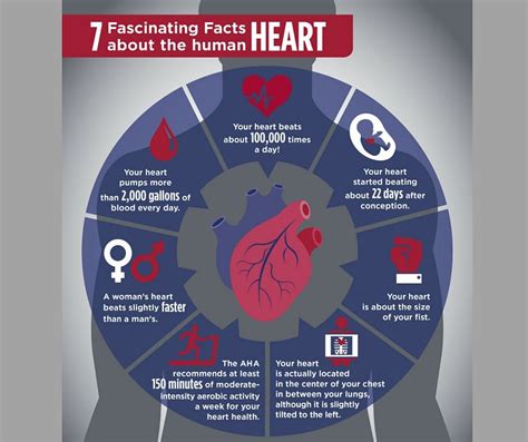 7 Fascinating Facts About Human Heart Facts About Humans Fun Facts Riset