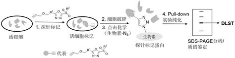 一类检测二氢硫辛酸琥珀酰转移酶的分子探针及其制备方法和用途与流程