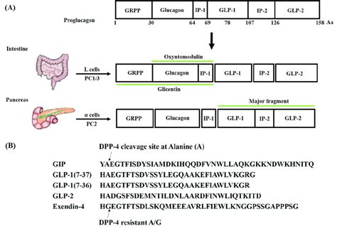 Structural Arrangement Of Mammalian Proglucagon A The Amino Acid