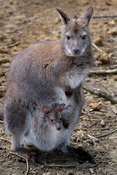 Mother and baby Wallaby stock image. Image of pouch, nature - 1230693