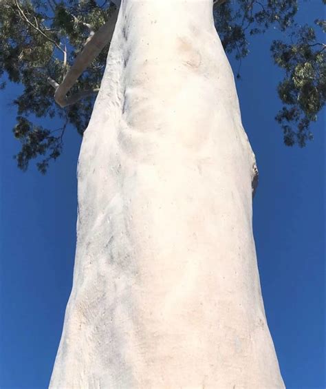 Lemon Scented Gum Santa Barbara Beautiful