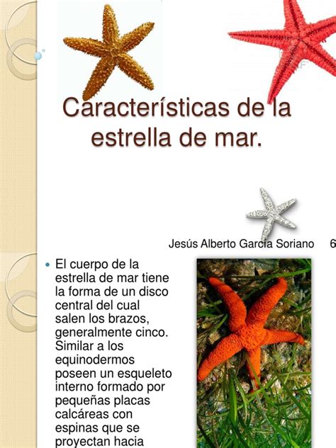 Características De La Estrella De Mar