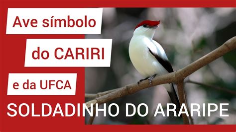 O pássaro símbolo do Cariri cearense Soldadinho do Araripe Um animal