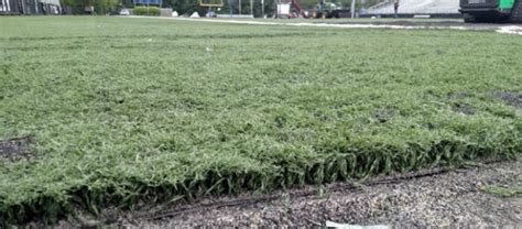 What’s the difference between Slit Film & Monofilament Synthetic Turf?