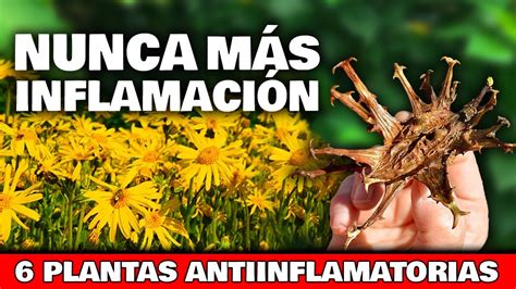 Adi S Pastillas Las Plantas Antiinflamatorias M S Potentes