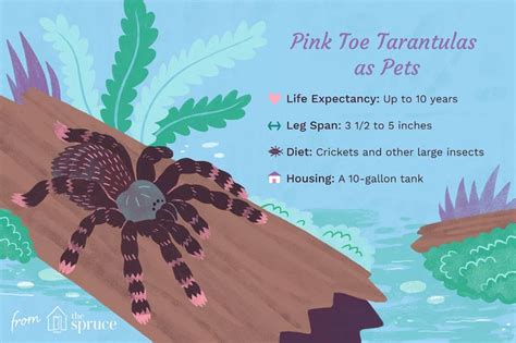 Quick Guide to Caring for a Pink Toe Tarantula | Pink toes, Pet tarantula, Tarantula