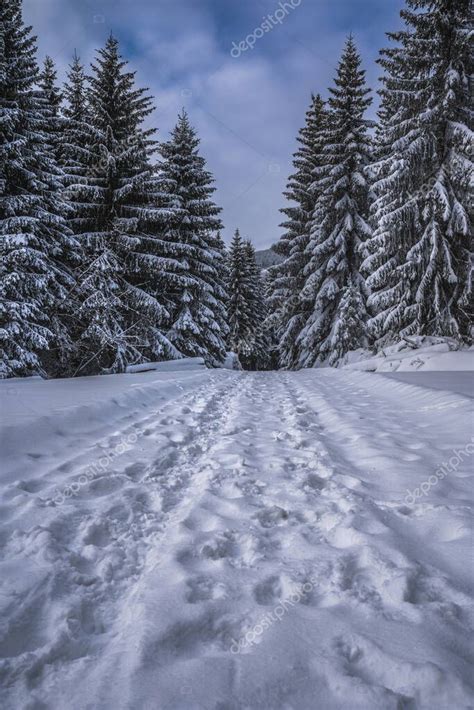 Paisajes mágicos de invierno con árboles congelados cubiertos de nieve