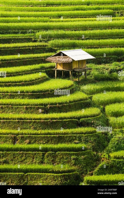 Terraced Rice Field Landscape Near Sapa In Vietnam Mu Cang Chai Rice