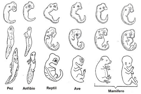 Evidencias Del Desarrollo Embrionario Blog De Biología