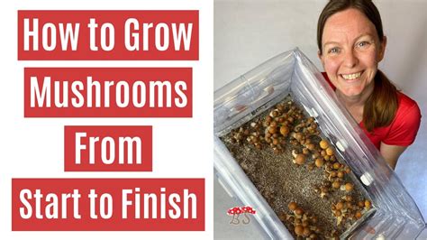 How To Grow Mushrooms From Start To Finish In A Monotub Youtube