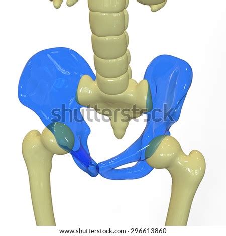 Human Pelvis Anatomy Stock Illustration 296613860 - Shutterstock