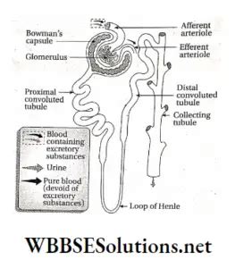 Wbbse Solutions For Class Life Science And Environment Chapter