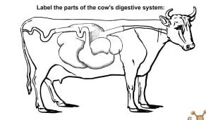 Cow Digestive System In Order - All About Cow Photos