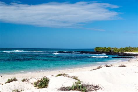 Best Beaches In Santa Cruz Galapagos - Get More Anythink's