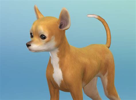 The Sims 4 Cats & Dogs: More Create-a-Pet Screens! | SimsVIP