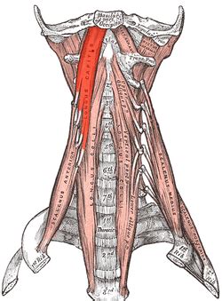 Root Of The Neck And Cervical Viscera Flashcards Quizlet