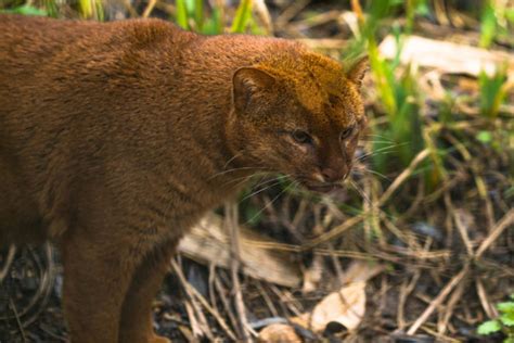 Amazon Rainforest Big Cats