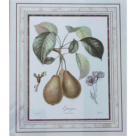 Vintage Framed French Fruit Botanical Prints A Pair Chairish