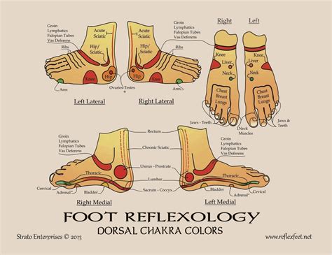 1 Set of Reflexology Feet and Hand Charts - Etsy