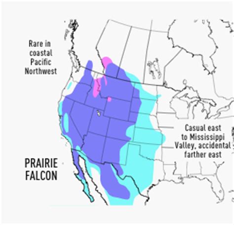 Prairie Falcon Facts, Pictures, Habitat, Predators, Pictures