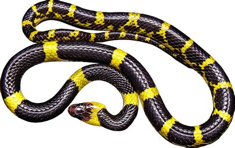 Black Snake With Yellow Bands